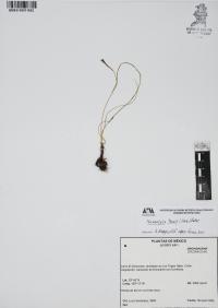 Nemastylis tenuis image